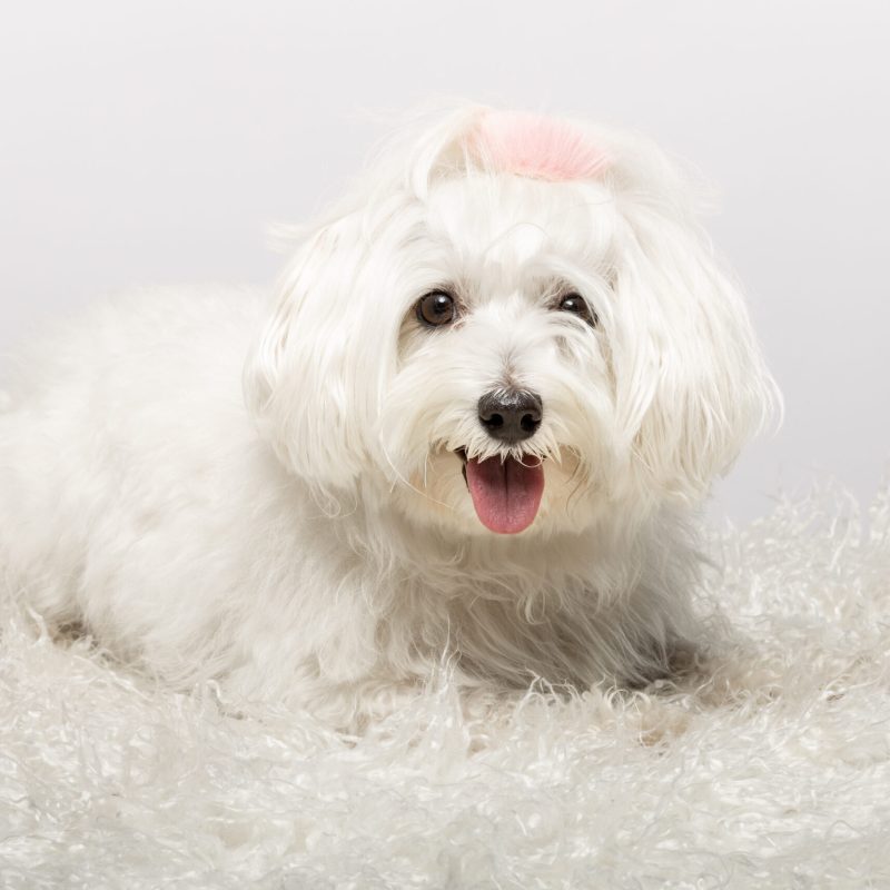 A delightful Maltese dog lies comfortably on a fluffy white rug in a well-lit studio, showcasing its playful demeanor with a happy expression and lively eyes.