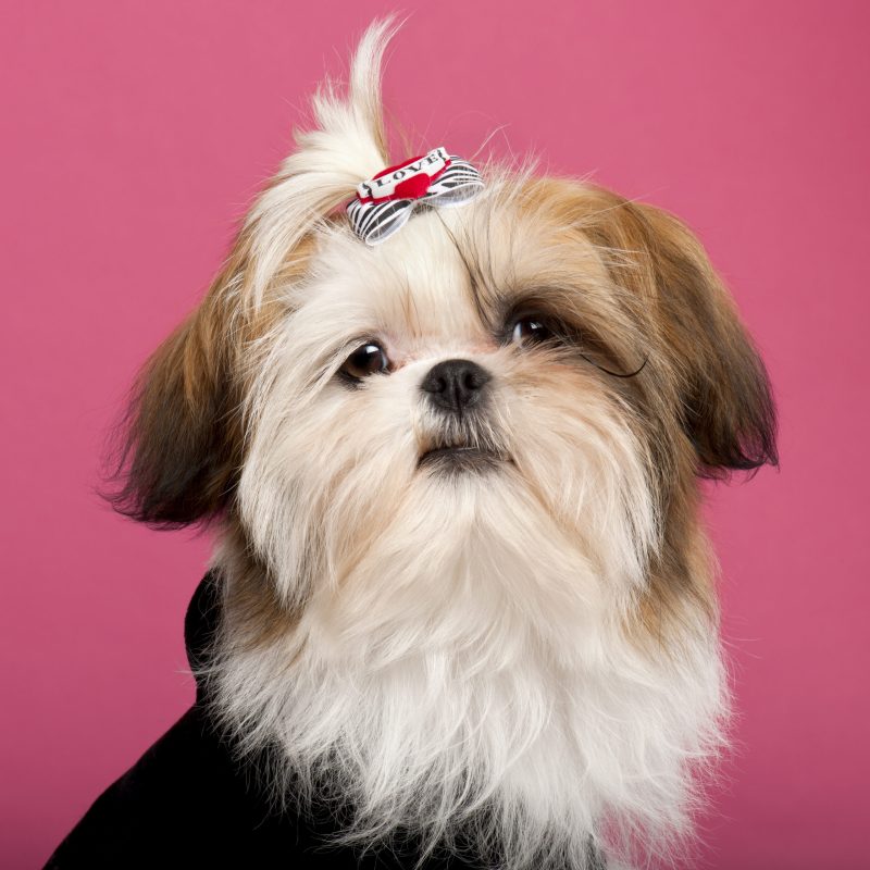 Close-up of Shih Tzu, 5 months old, in front of pink background