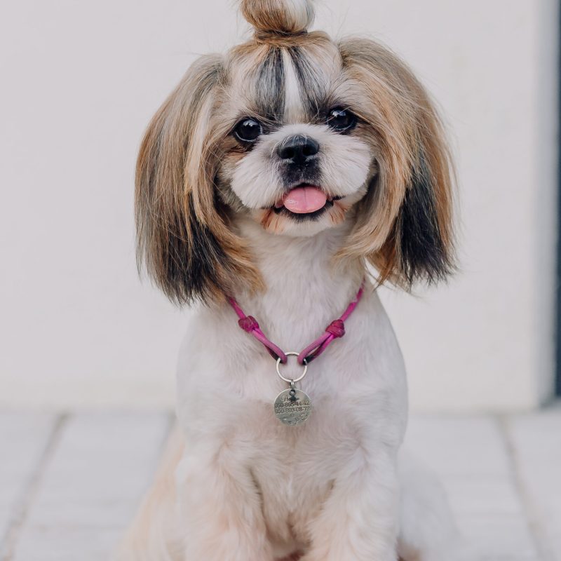 Cute funny shih tzu breed dog outdoors. Dog grooming. Funny dog at the city