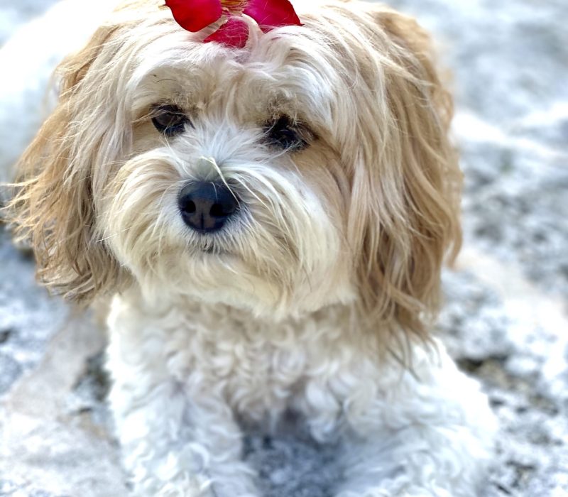 cute-white-dog-on-white-patio-with-red-flower-in-h-2024-12-04-10-13-18-utc